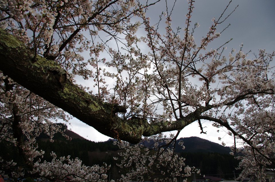 遠野桜（今更ですが）