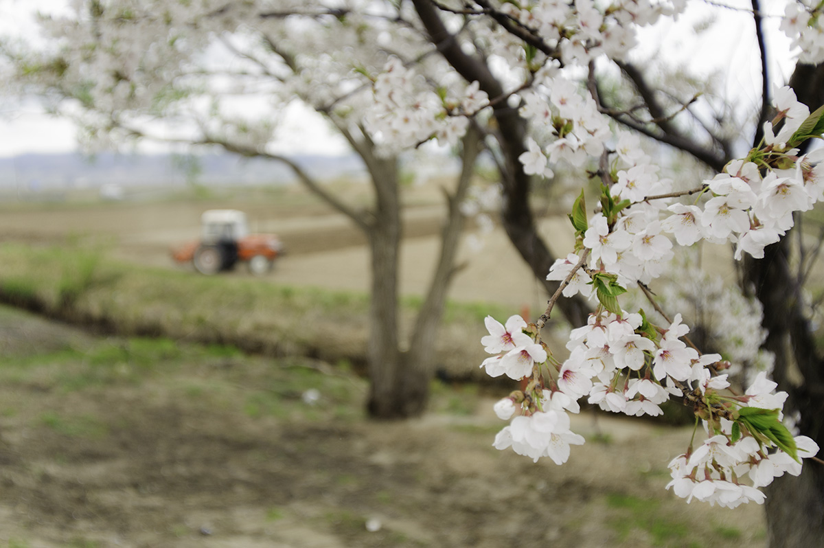 農地の桜