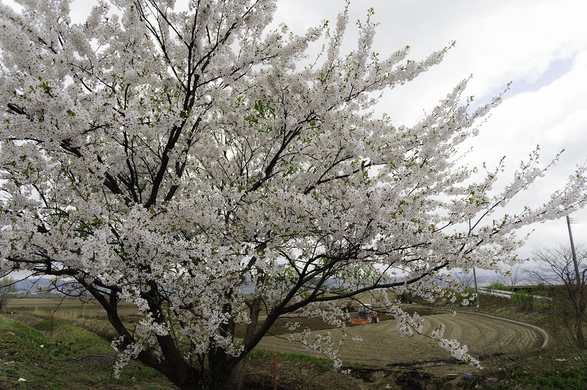 農地の桜
