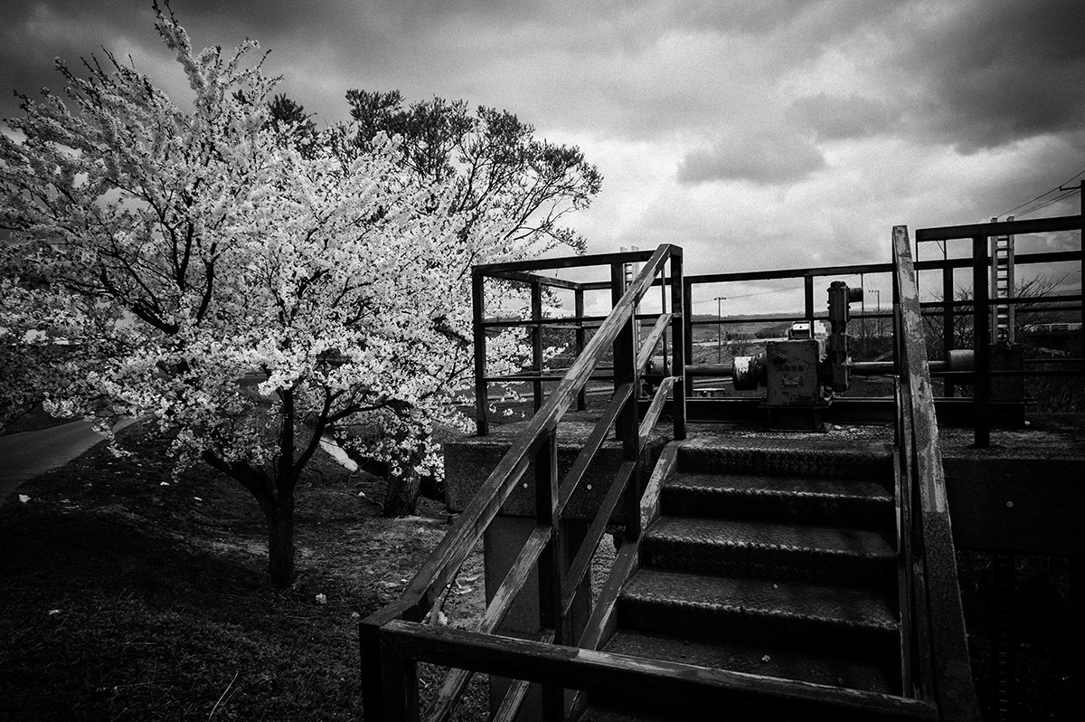 農地の桜